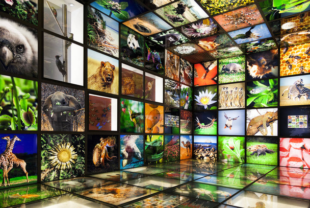 All'interno di uno showroom multimediale natura
 - Foto, immagini