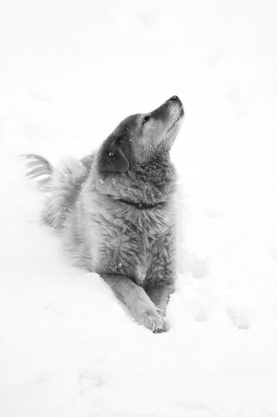 Cão de neve
 - Foto, Imagem