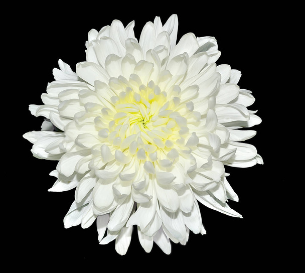 einzelne weiße Chrysanthemenblüte mit gelber Mitte in Großaufnahme, isoliert auf schwarzem Hintergrund. schöner eleganter Blütenkopf mit zarten Blütenblättern - Foto, Bild