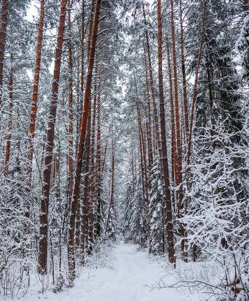 Snowy winter forest with a line of beautiful pine tree trunks along a white snowy path. - Foto, Imagem