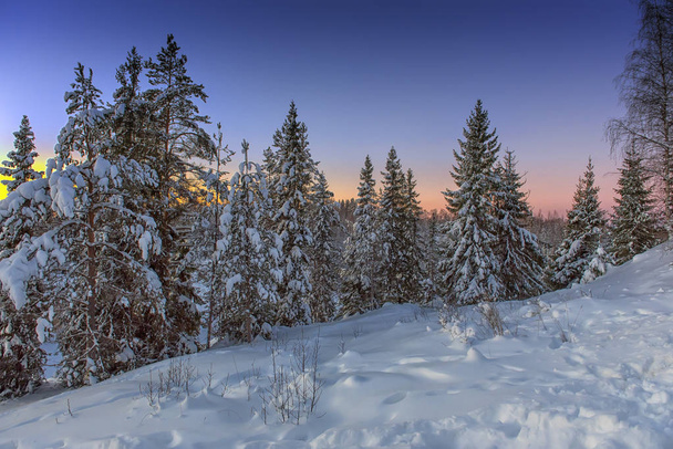 snow-covered trees in winter and sunset in the forest - Valokuva, kuva
