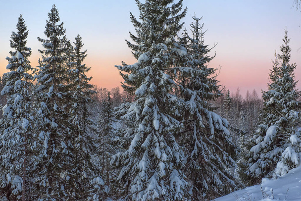 lumen peittämät puut talvella ja auringonlasku metsässä
 - Valokuva, kuva