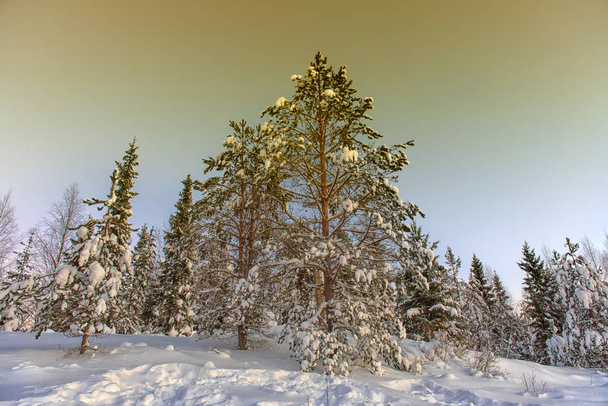 snow-covered trees in winter and sunset in the forest - 写真・画像