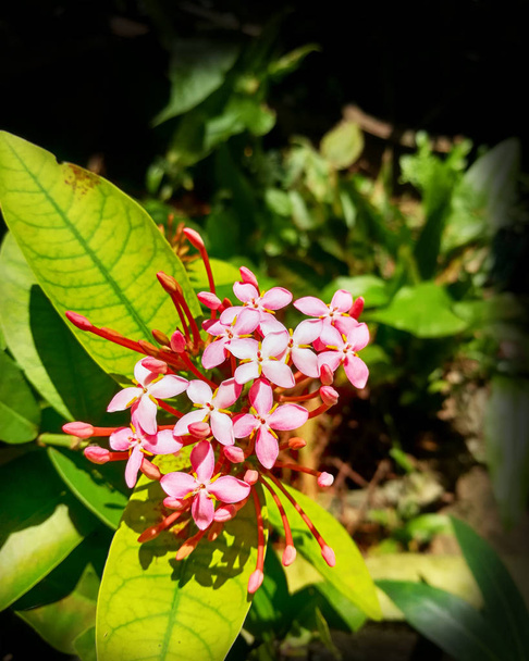 Όμορφη Ixora coccinea λουλούδι - Φωτογραφία, εικόνα