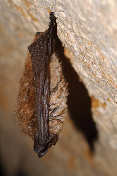 Il pipistrello di Geoffroy Myotis emarginatus, specie di pipistrello della vescica. Anello
 - Foto, immagini