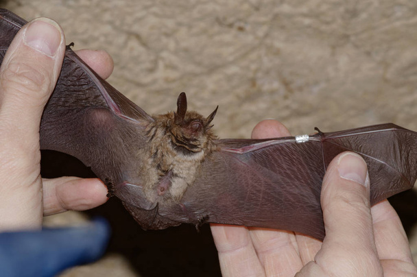 Geoffroy's bat Myotis emarginatus, species of vesper bat ringing  - Photo, Image