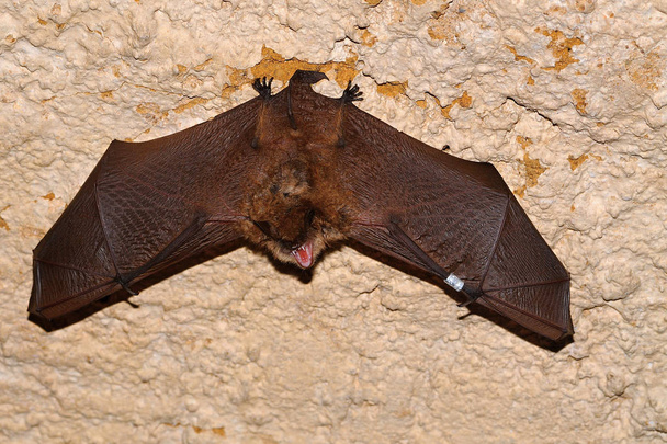Geoffroy's bat Myotis emarginatus,  species of vesper bat. Ringing - Photo, Image