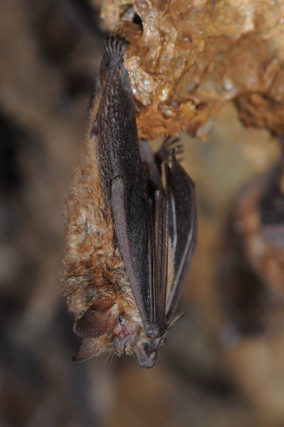 Il pipistrello dalle orecchie maggiori Myotis myotis
  - Foto, immagini