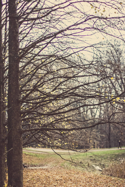 Podzimní stromy, listy. Krásnou podzimní krajinou. Uman, Ukrajina. Nejkrásnější místo v Evropě. Národní park Ukrajina Sofiivka - Fotografie, Obrázek
