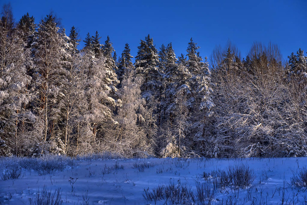 Christmas trees in a snowy forest - Foto, Imagem