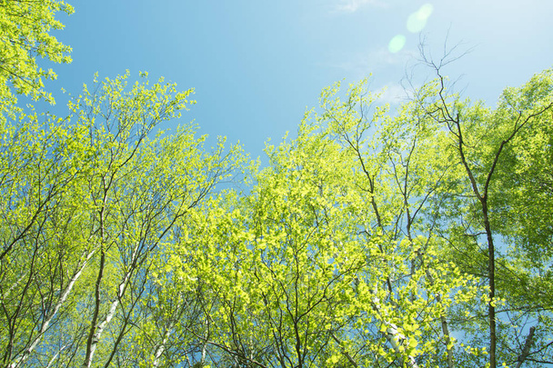 panorama printanier d'une forêt pittoresque d'arbres aux feuilles vertes fraîches et au soleil projetant ses rayons de lumière à travers le feuillage
 - Photo, image