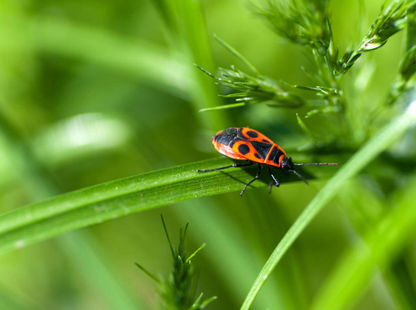 escarabajo rojo en una macro hoja verde
 - Foto, Imagen