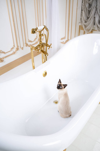 El tema es el lujo y la riqueza. Un gato sin cola del Mekong Bobtail se reproduce en un baño retro en el interior del Palacio de Barocoo Versalles. Joyas en el cuello
. - Foto, imagen