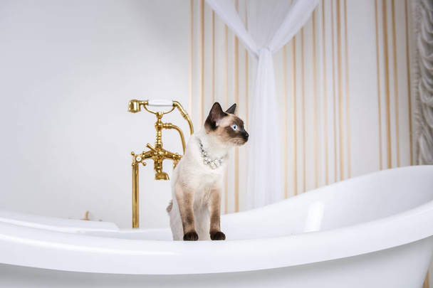 テーマは、豪華さと富です。Barocoo ベルサイユ宮殿の奥のレトロな浴室のメコン ボブテイル品種の尾がない猫。首の宝石ジュエリー. - 写真・画像