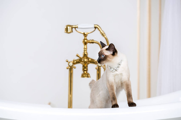 Das Thema ist Luxus und Wohlstand. eine Katze ohne Schwanz der Mekong-Bobtail-Rasse in einem Retro-Badezimmer im Inneren des barocken Palastes von Versailles. Schmuck am Hals. - Foto, Bild