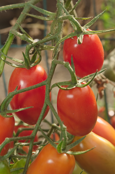 Tomates de pera en rama
 - Foto, Imagen
