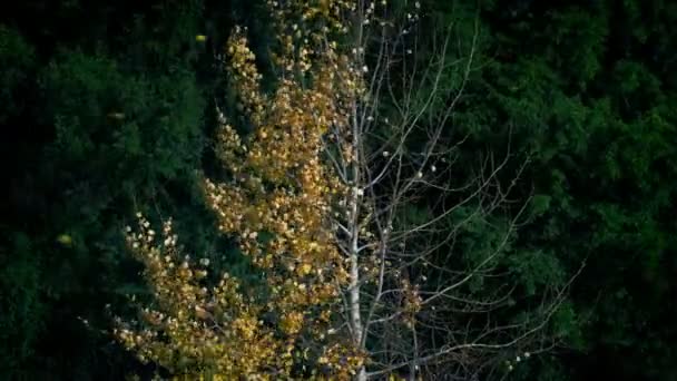 Žluté až oranžové listy stromu boudy listy - Záběry, video