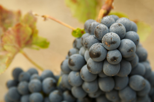 Виноград і лози
 - Фото, зображення