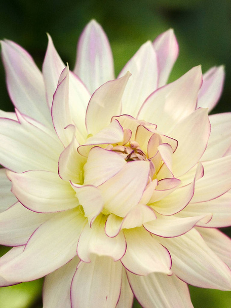 Large white dinner plate dahlia flower with pink edged petals. - Photo, Image