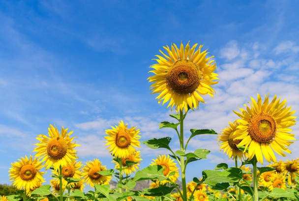 Mooie zonnebloem op blauwe hemel, landbouwproducten Lopburi provincie - Foto, afbeelding