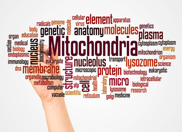 Mitokondri word bulut ve el işareti kavramı ile beyaz arka plan üzerinde. - Fotoğraf, Görsel