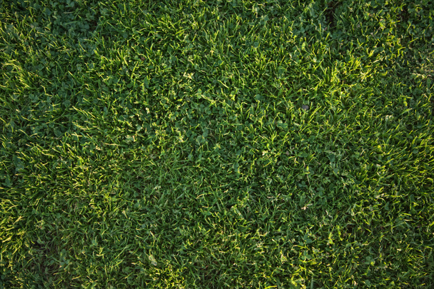 Belle texture de fond d'herbe verte - Photo, image