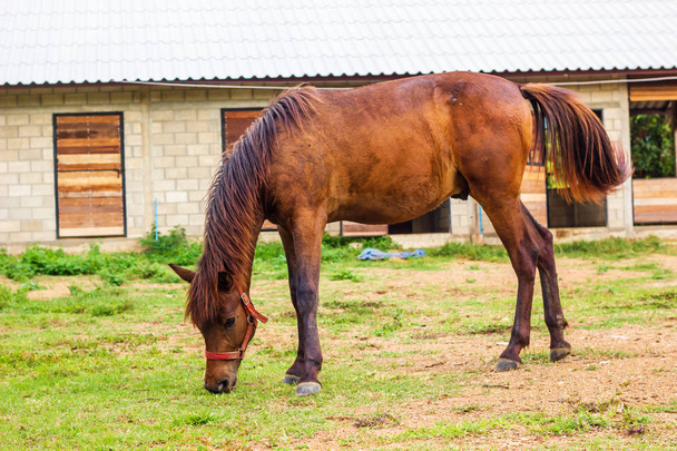 Hevonen syö ruohoa maatilalla
 - Valokuva, kuva