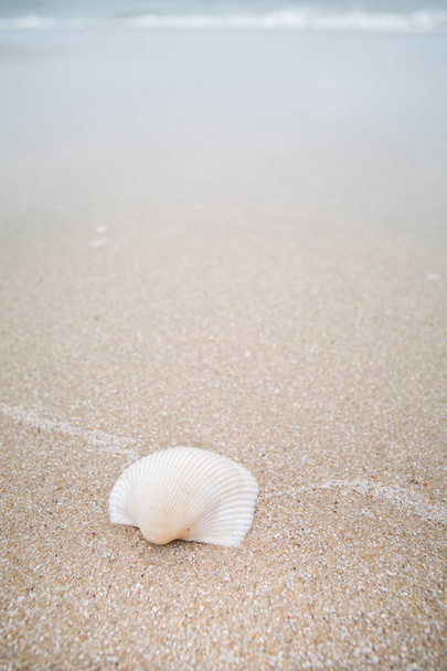 Shell branco na praia de areia, Laem Talumphuk, Pak Phanang, Nakhon Si Thammarat, Tailândia
. - Foto, Imagem