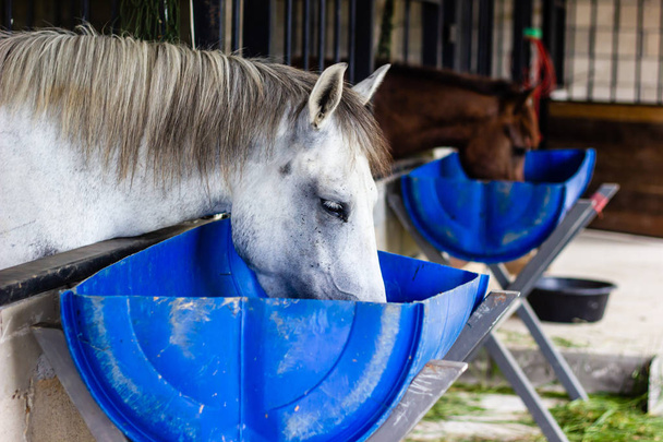 paard eet voeden uit een rubber-pan - Foto, afbeelding
