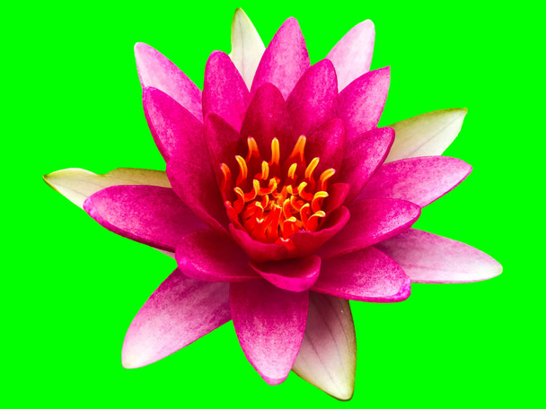 kaunis lootus kukka Ellisiana tai Tubtim Siam vesi Lily kukinta eristetty vihreällä taustalla
 - Valokuva, kuva