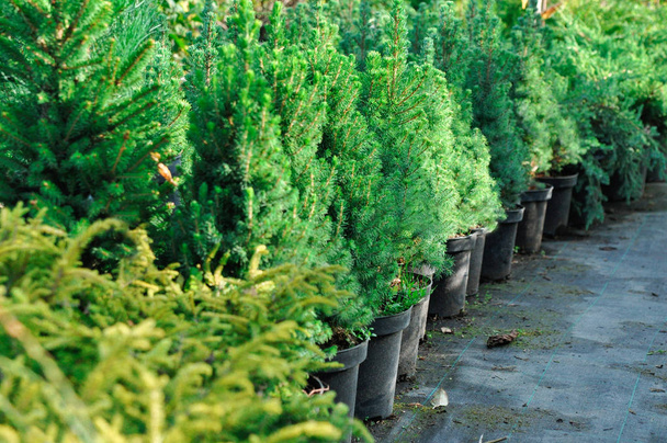 Seedlings in containers at a garden sale. Coniferous tree for planting in the ground - Foto, imagen