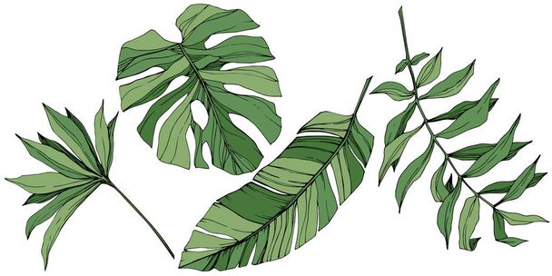 ベクトル エキゾチックな熱帯ハワイの夏。緑の刻まれたインク アート。孤立した葉の図要素. - ベクター画像