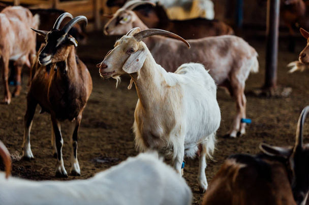 Goat is natural farm. Grows to give milk and cheese. - Φωτογραφία, εικόνα