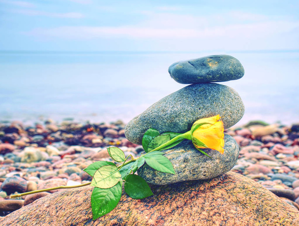 Csökkent a sárga Rózsa. Meditáció: verem a lekerekített kövek a tengerparton. - Fotó, kép