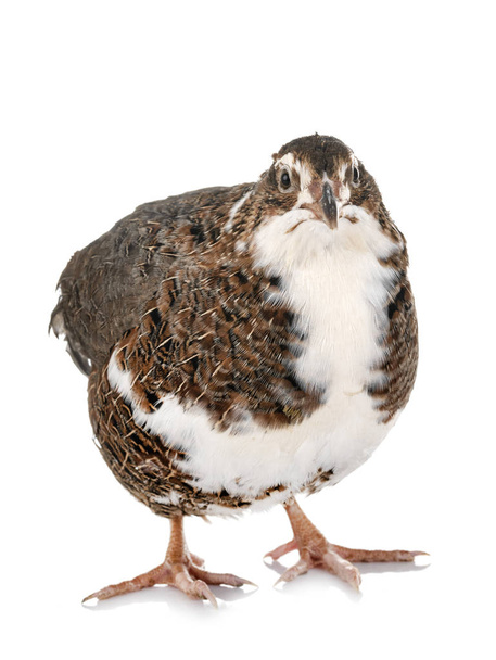 Japanese quail in front of white background - Photo, Image