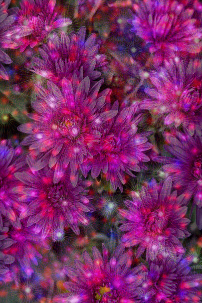 Abstraktní vzor z několika květy růžového tónu s průsvitnou odlišná hvězdy paprsky - Fotografie, Obrázek