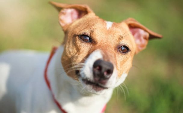 Portrait of little Jack Russell puppy in green park. Cute small domestic dog, good friend for a family and kids. Friendly and playful canine breed - 写真・画像