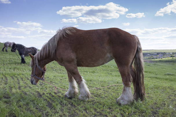 Powerful Belgian horse standing in moldavian field. Close-up. - Foto, Imagem