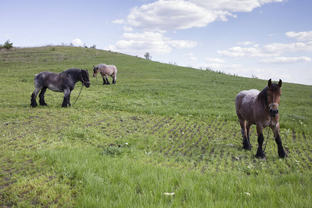 Powerful Belgian horse standing in moldavian field. Close-up. - Фото, зображення
