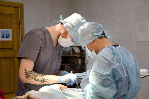 Operacja chirurgiczna psa w klinice weterynaryjnej - Zdjęcie, obraz