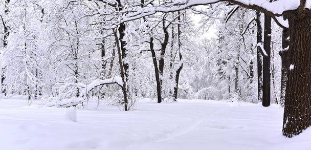 camino en la nieve en el bosque de invierno
 - Foto, Imagen