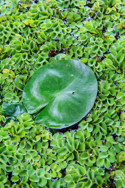 Зелена водна рослина екологія риби
. - Фото, зображення