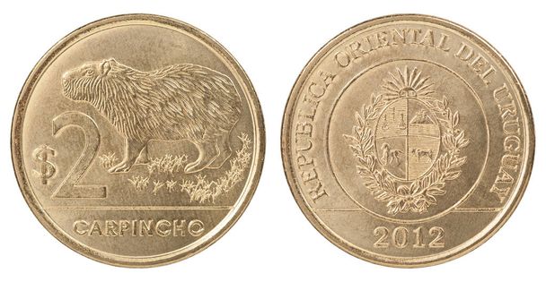 zwei uruguayische Pesos mit dem Bild des Wasserschweins auf weißem Hintergrund - Set - Foto, Bild
