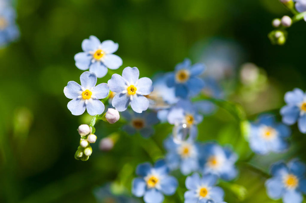 Macro of tiny blue flowers  forget-me-not  and colorful grass background in nature. Close up. - Fotoğraf, Görsel