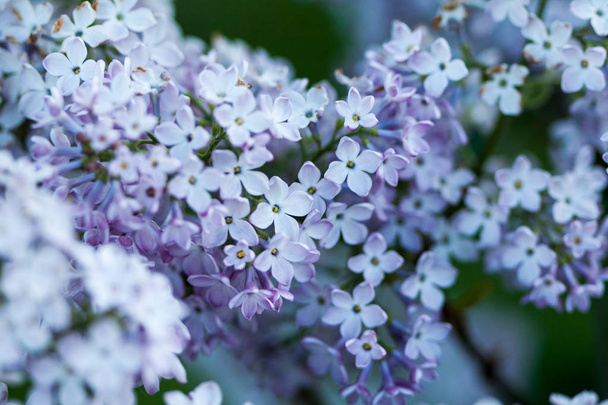 Spring lilac natural background. Shallow depth of field. - 写真・画像