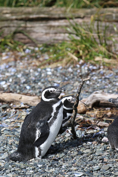 Magelhaenpinguïn (Spheniscus magellanicus) op Tucker eiland. Patagonië. Chili - Foto, afbeelding