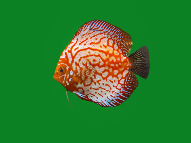 Un aislado Red Dragon Discus pescado en primer plano sobre un fondo limpio y verde croma clave
 - Foto, Imagen
