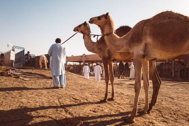 AL AIN / YHDISTYNYT ARAB EMIRATES - maaliskuu 29th, 2018: Paikalliset kamelimarkkinat
 - Valokuva, kuva