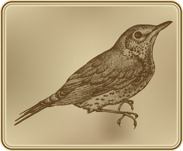 Bird fieldfare, hand-drawing. Vector illustration. - Vector, imagen