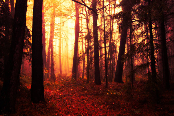 Imagen del bosque místico y espeluznante
 - Foto, imagen